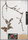 Foto von Salix cinerea L.